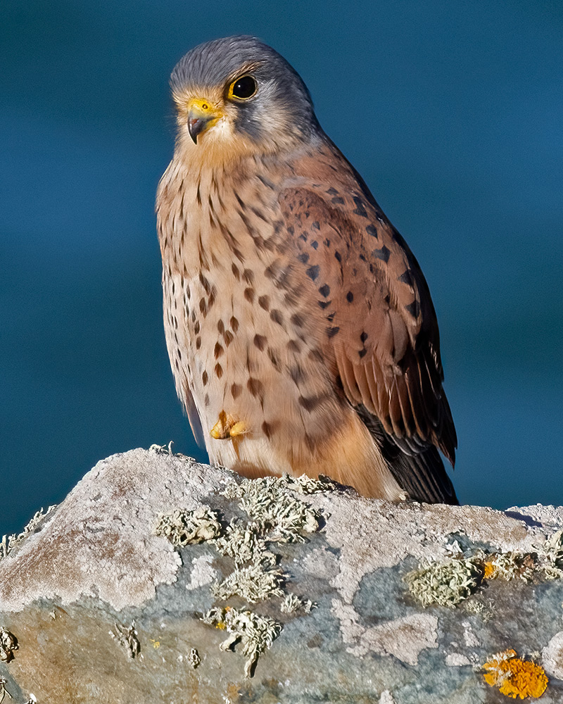 Kestrel